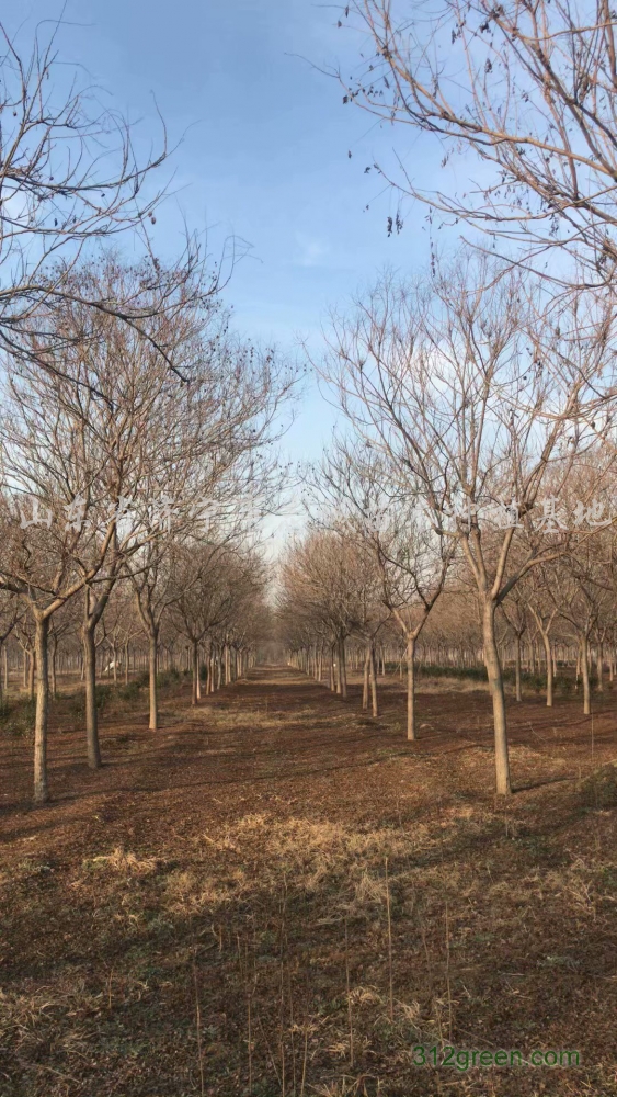 供应北京栾树、黄山栾树