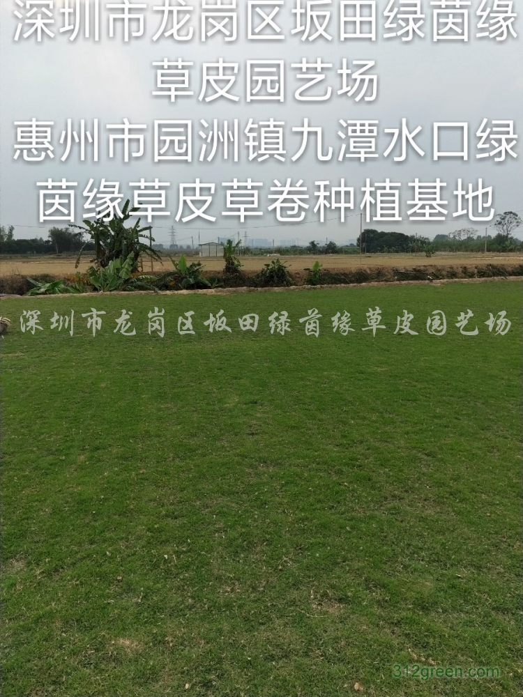 供应台湾草皮、马尼拉草皮