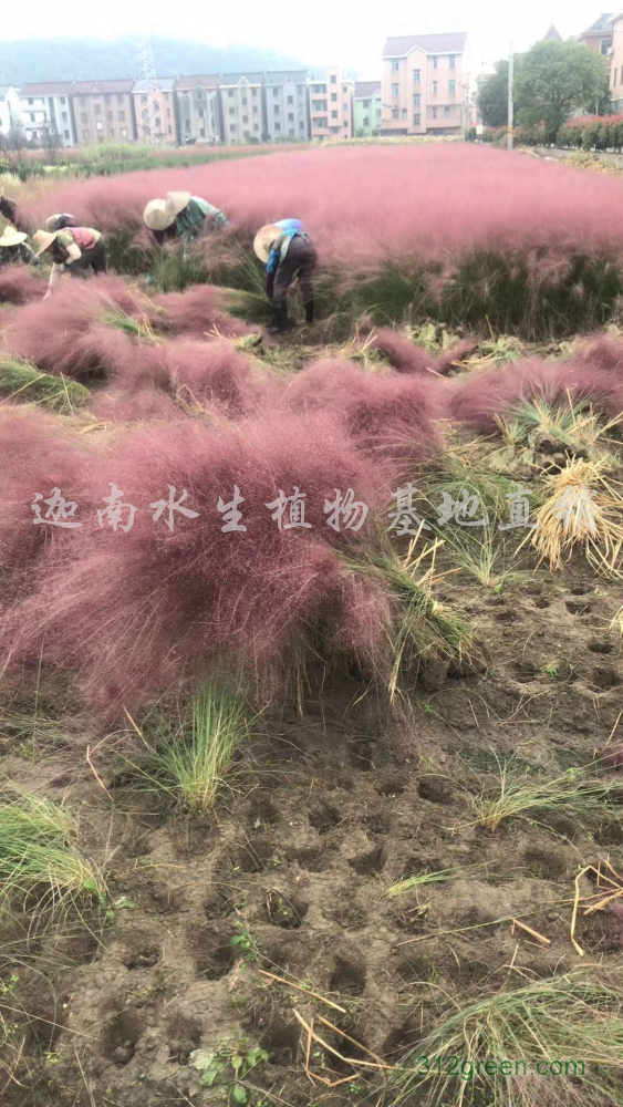 供应粉黛乱子草