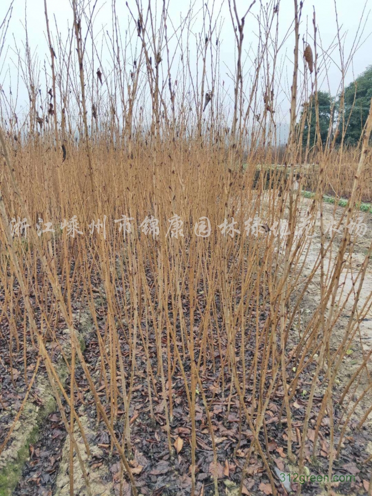 供应樱花、紫薇、红叶李、红枫、红梅、红玉兰等小苗