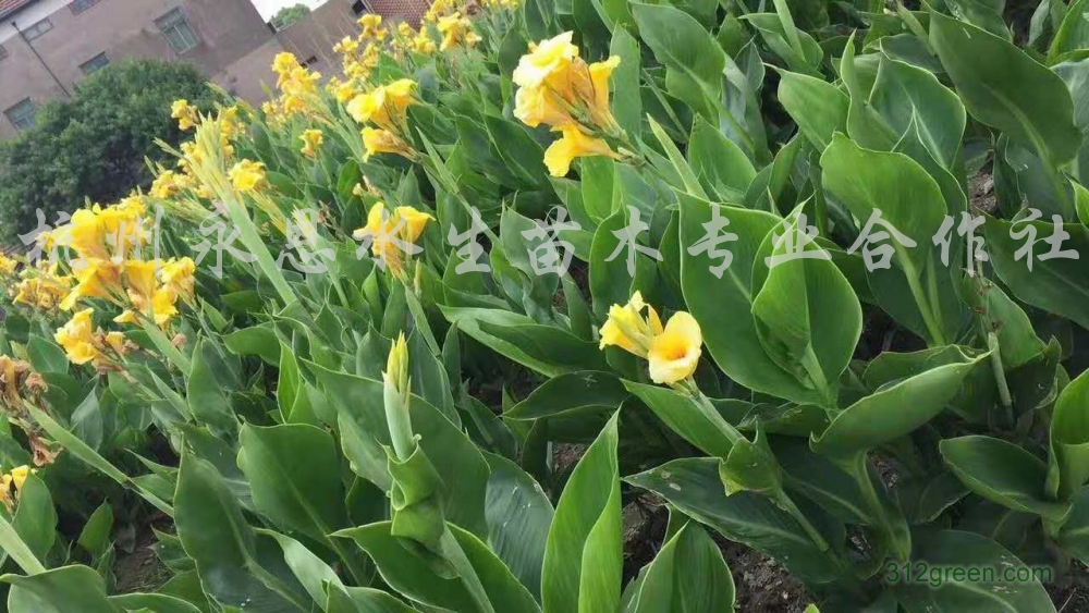 供应水生美人蕉、黄花美人蕉等水生植物