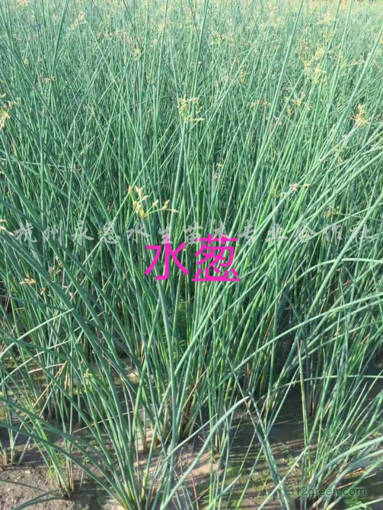 供应金钱水葱、花叶水葱等水生植物