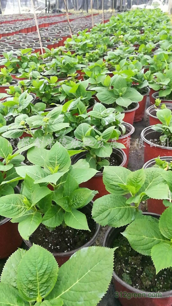 供应绣球花