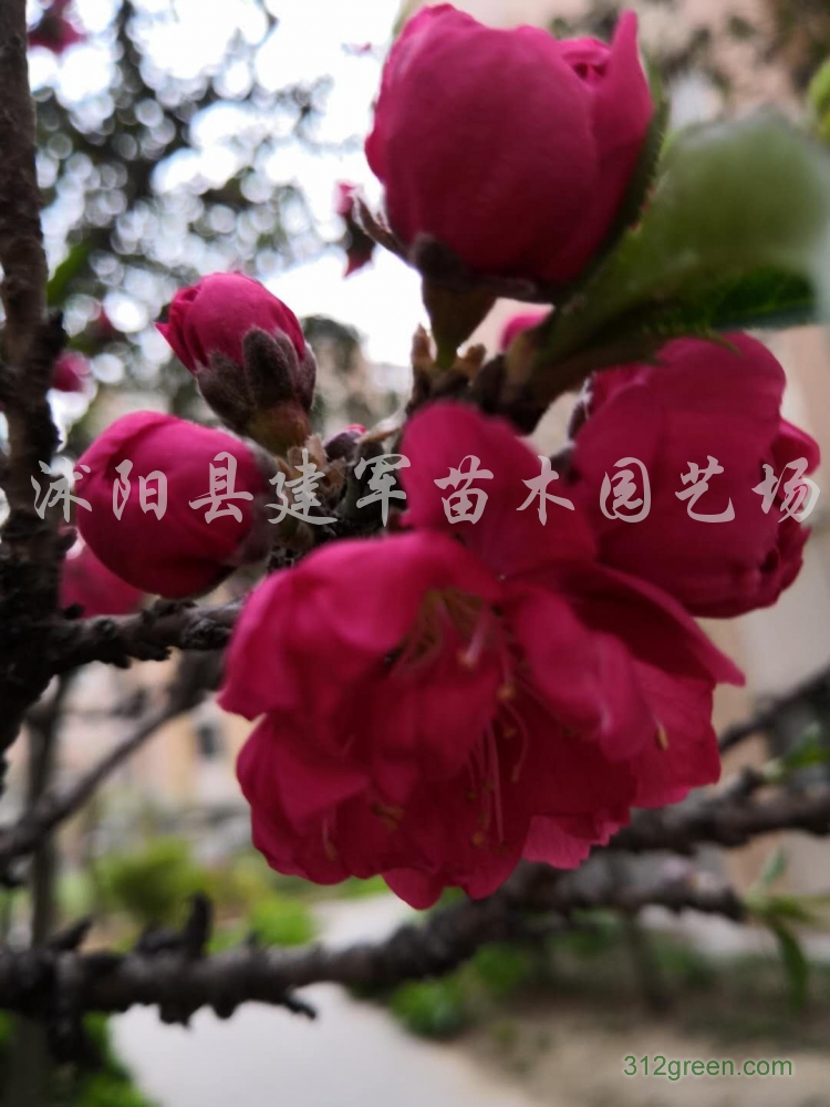 供应龙柏、卫矛、金叶女贞等
