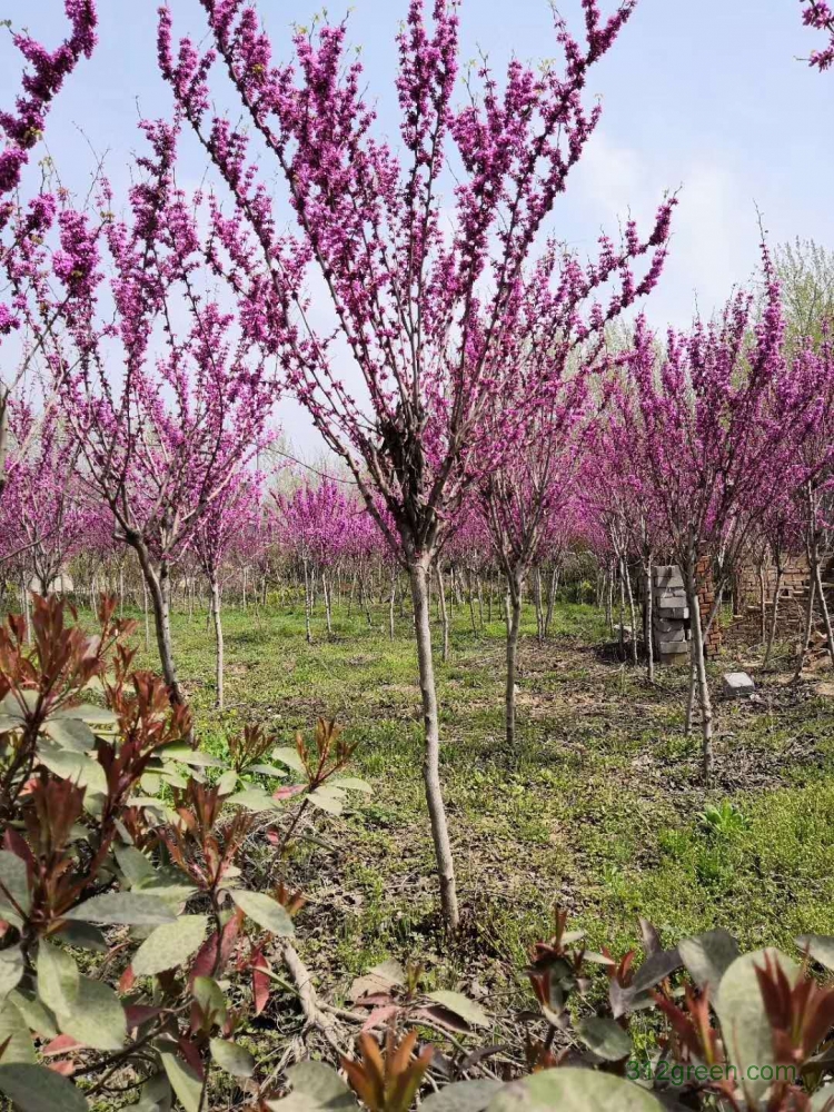 供应高杆紫荆、丛生多分枝紫荆