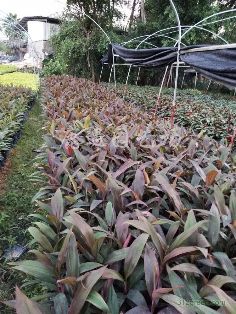 供应亮叶朱蕉