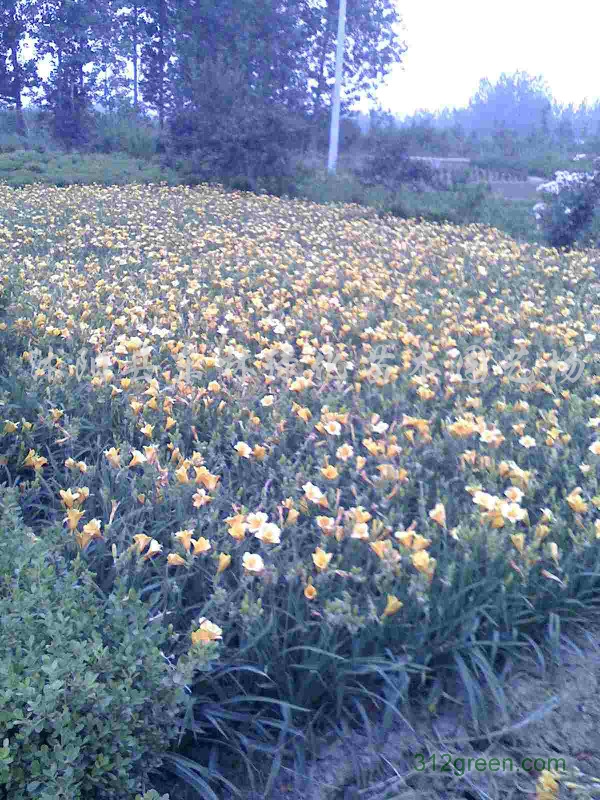 供应鸢尾、金娃娃萱草、红花酢浆草、香蒲、千屈菜