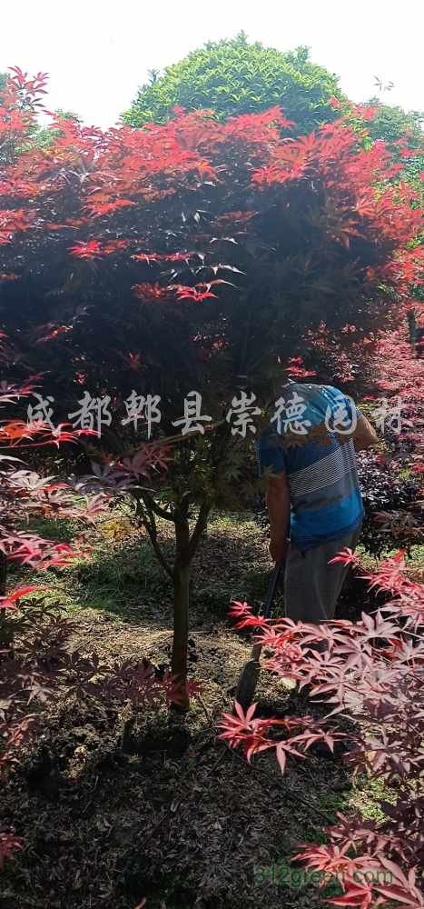 供应红枫6公分
