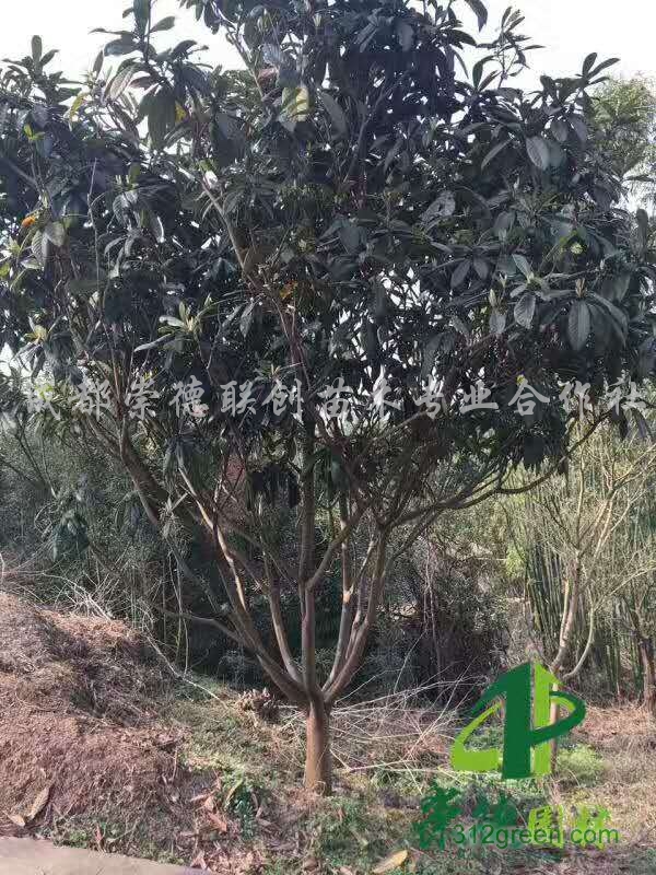 供应枇杷6-8公分