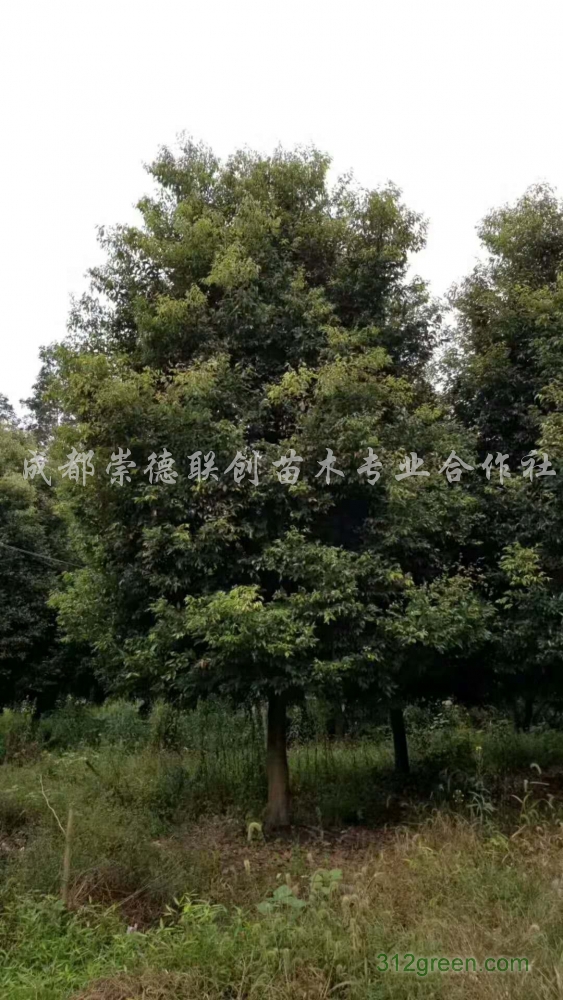 供应天竺桂