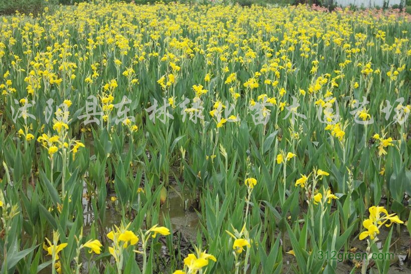 供应水生美人蕉、水生鸢尾、千屈菜、黄菖蒲、水葱