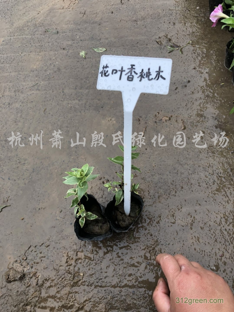 供应花叶香桃木