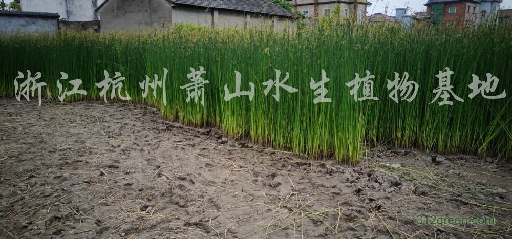 供应水葱、美人蕉、再力花、千屈菜