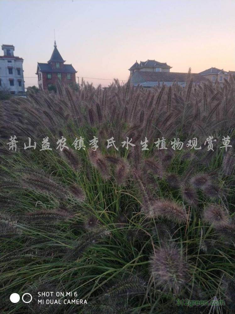 供应再力花，旱伞草