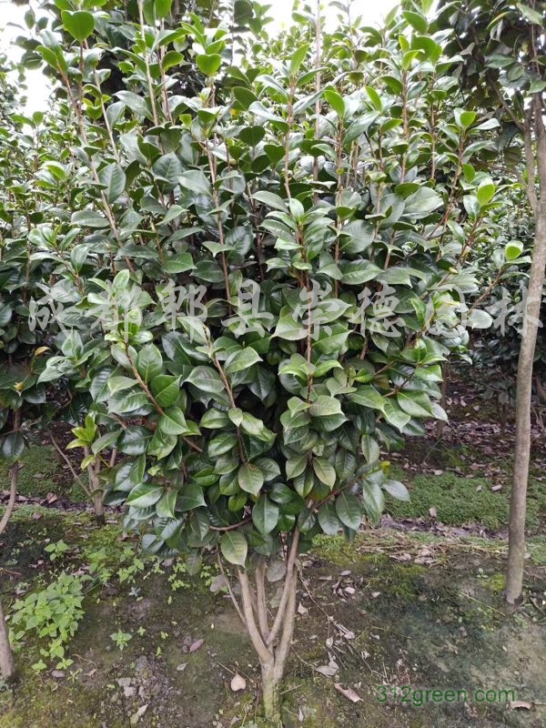 供应茶梅