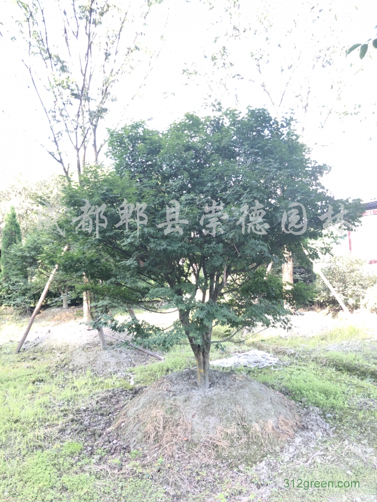 供应鸡爪槭树