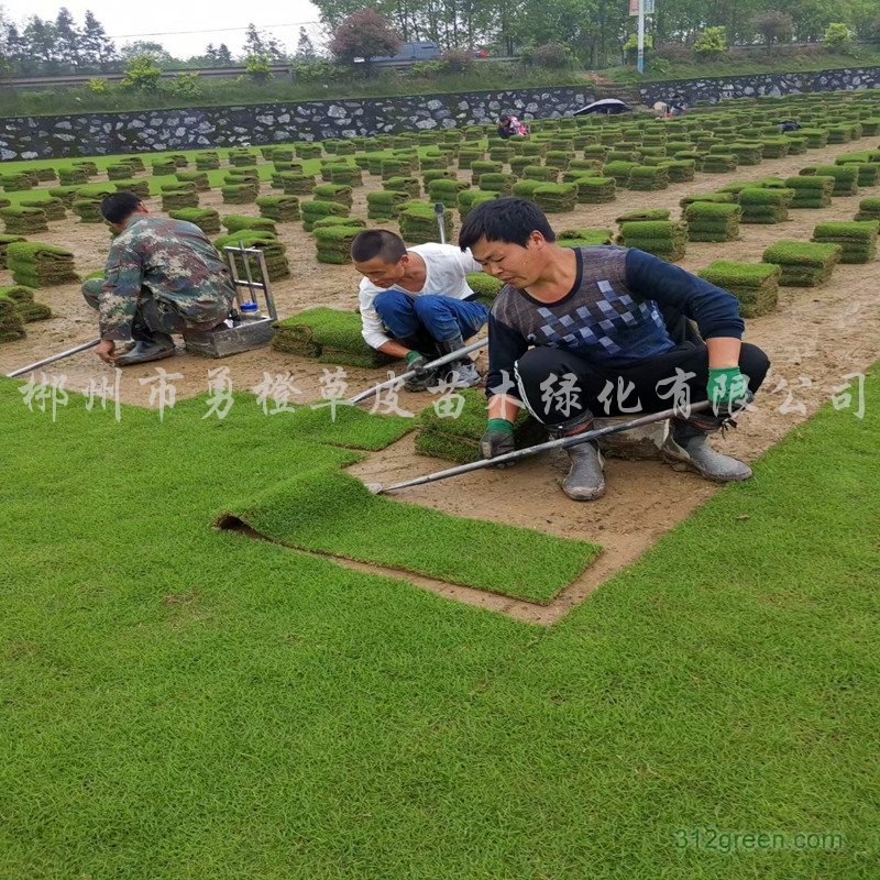 供应台湾草、百慕大、马尼拉等草皮