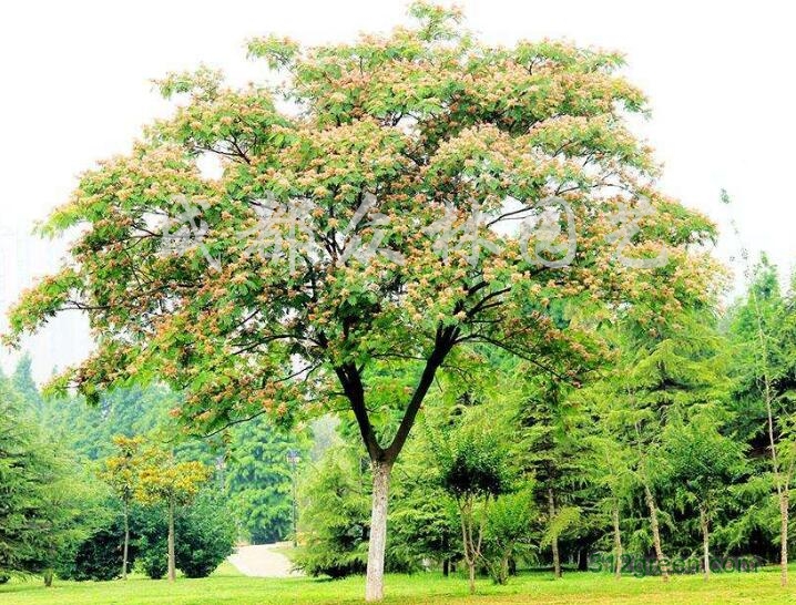 供应合欢