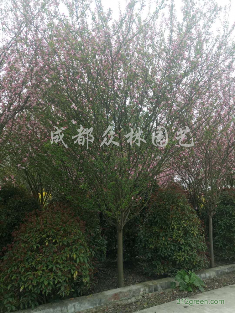 供应垂丝海棠