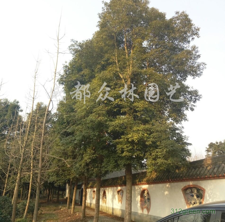 供应桢楠