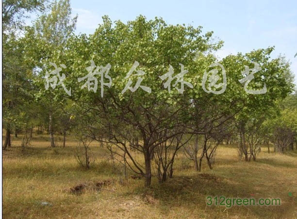 供应山杏
