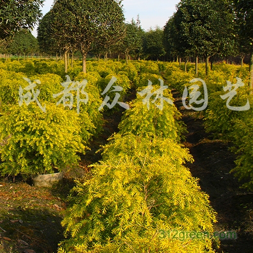 供应千层金球