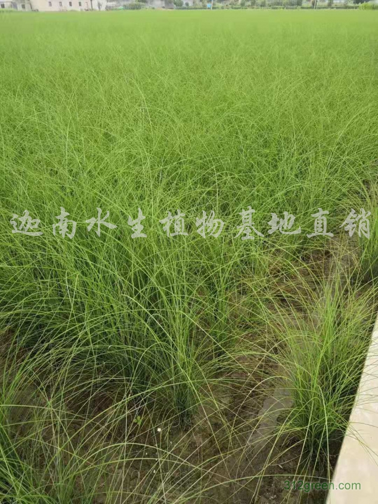 供应细叶芒