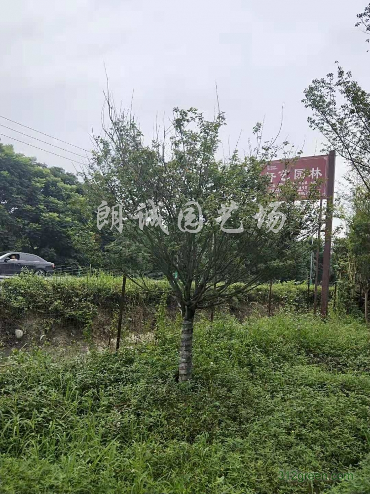 供应鸡爪槭