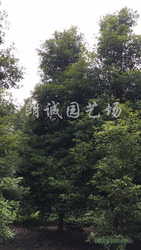 供应桢楠