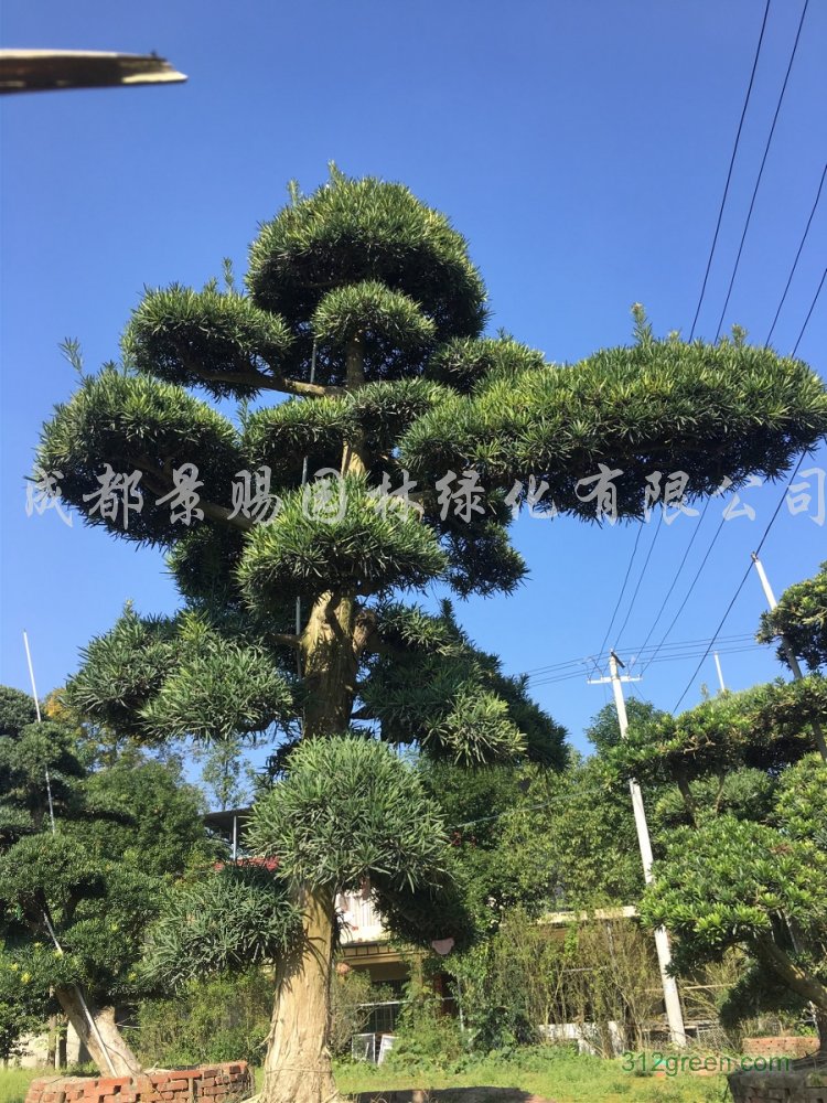 供应造型罗汉松