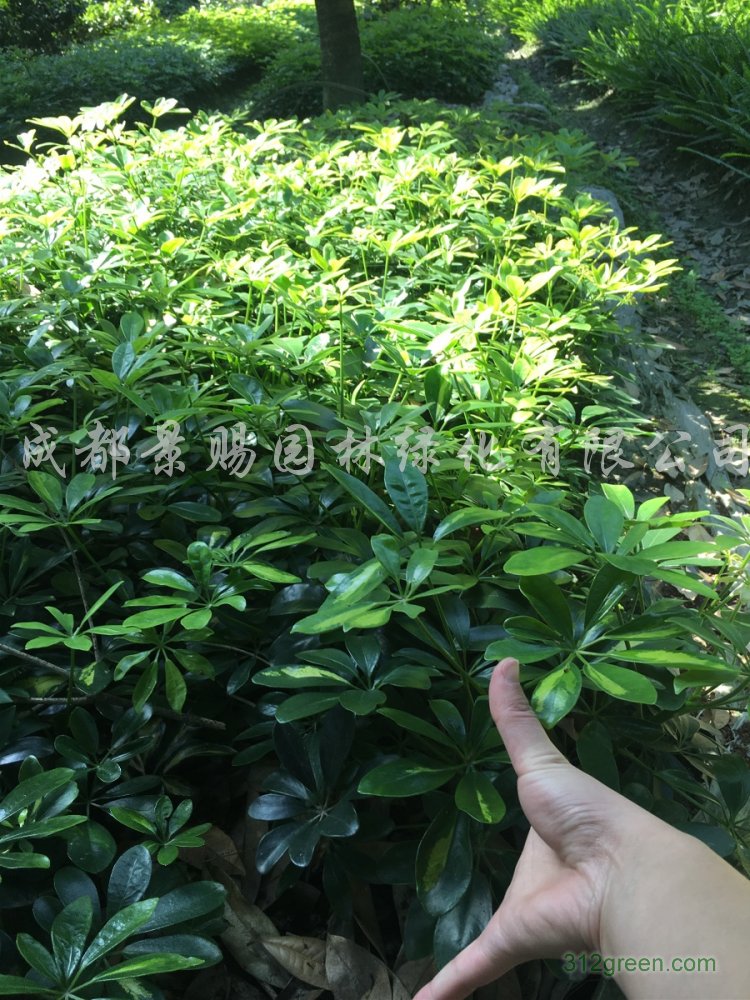 供应鸭脚木