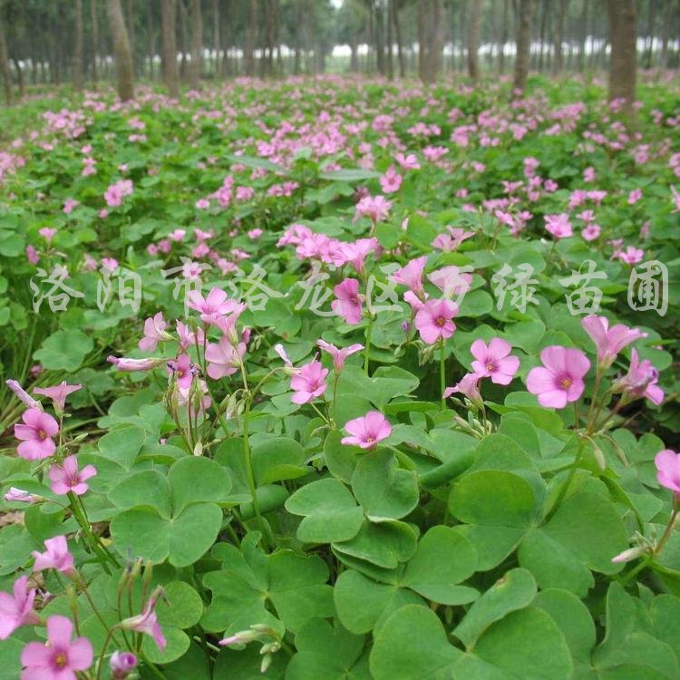 供应红花草、红花酢浆草