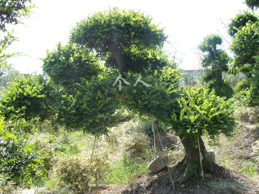 供应造型小叶榆树