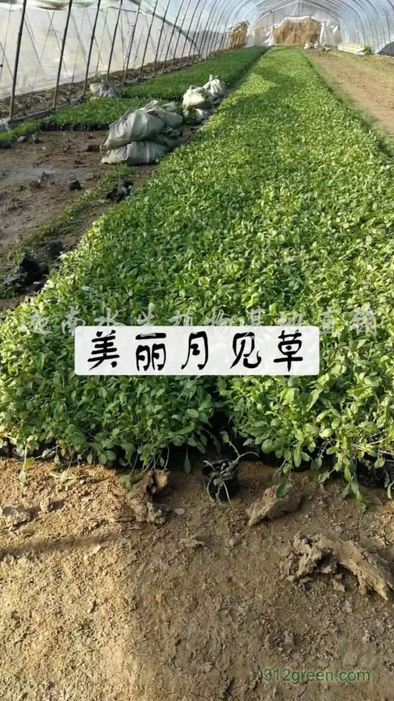 供应美丽月见草