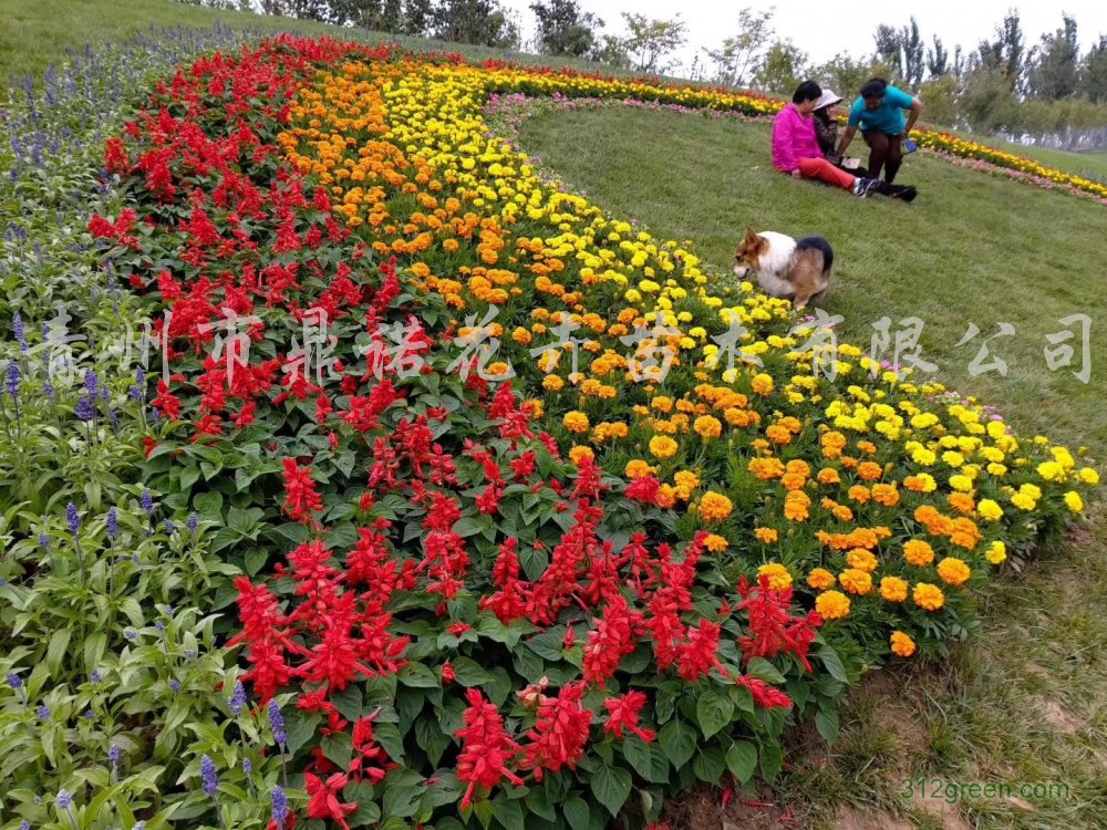 供应孔雀草、牵牛花