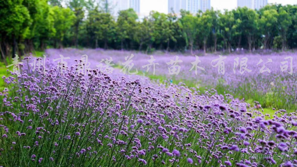 供应二月兰、马鞭草