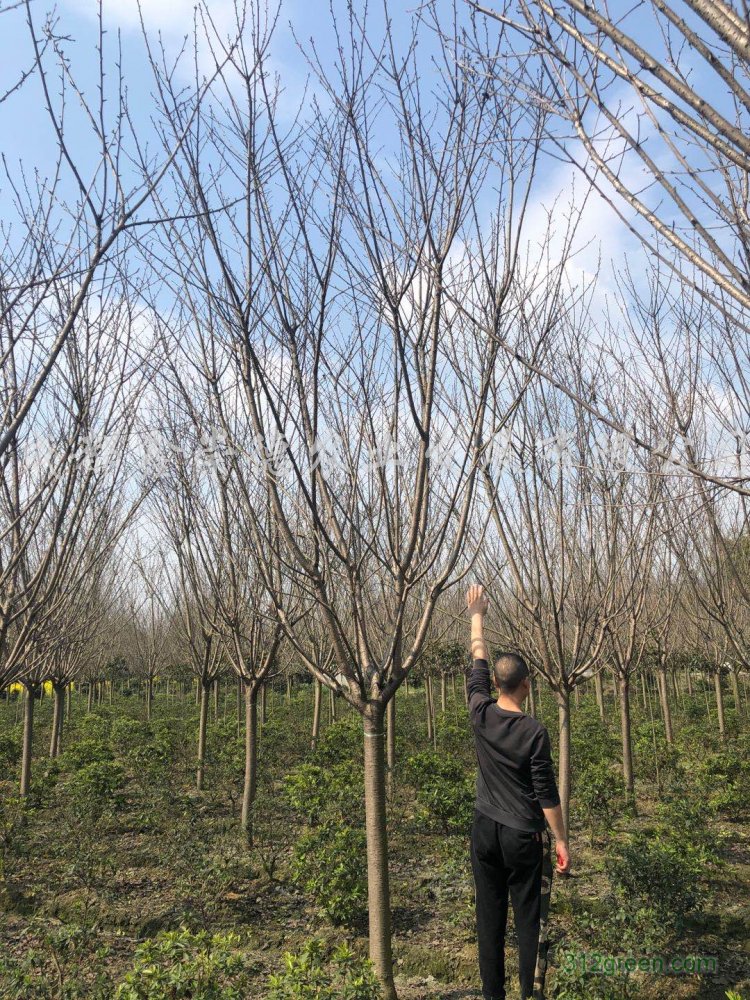 供应4-20公分樱花