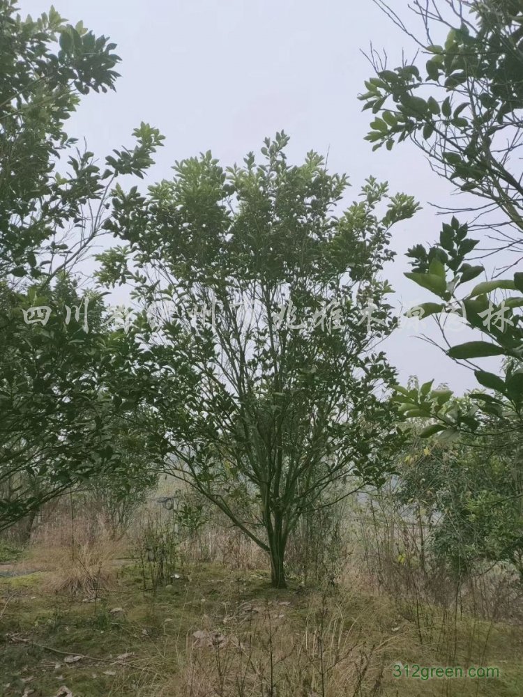 供应香泡
