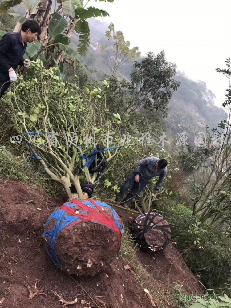 供应15-30公分香泡树