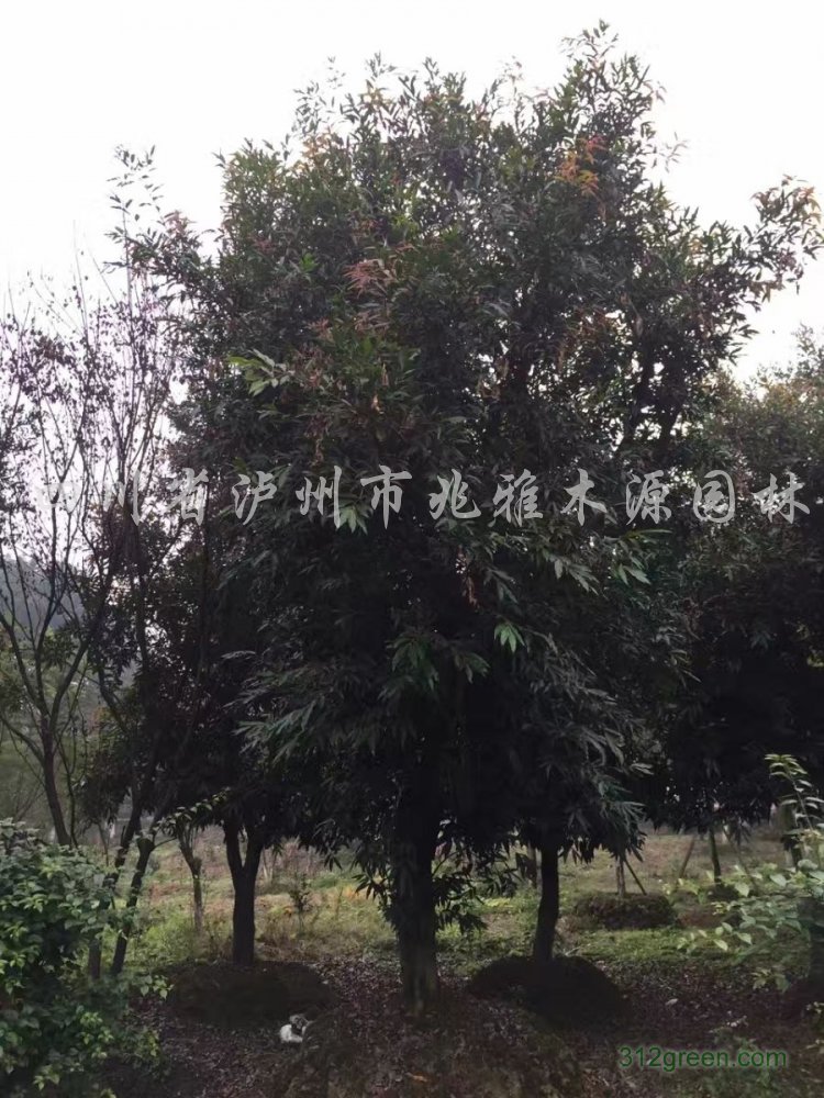 供应水晶葡萄