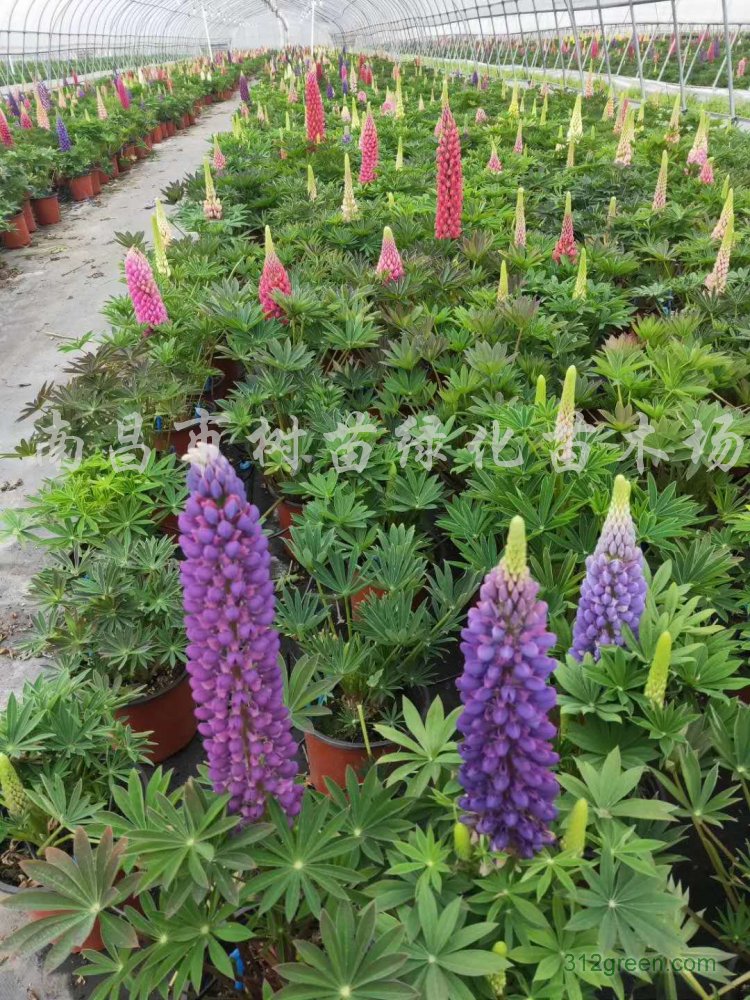 供应鸡冠花、孔雀草、瓜叶菊、报春花、夏堇、太阳花