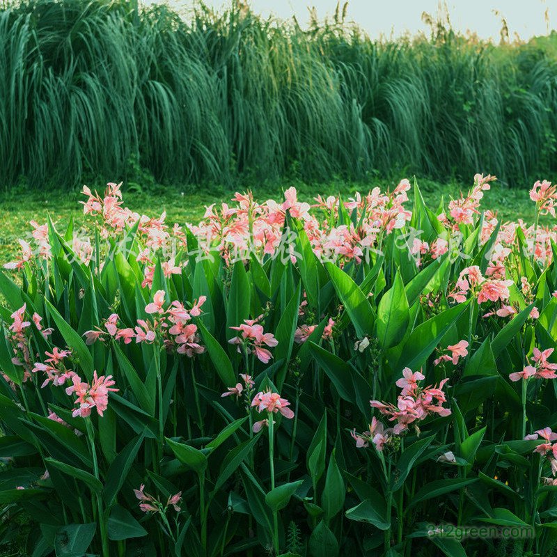 供应荷花、睡莲、千屈菜、芦苇、美人蕉