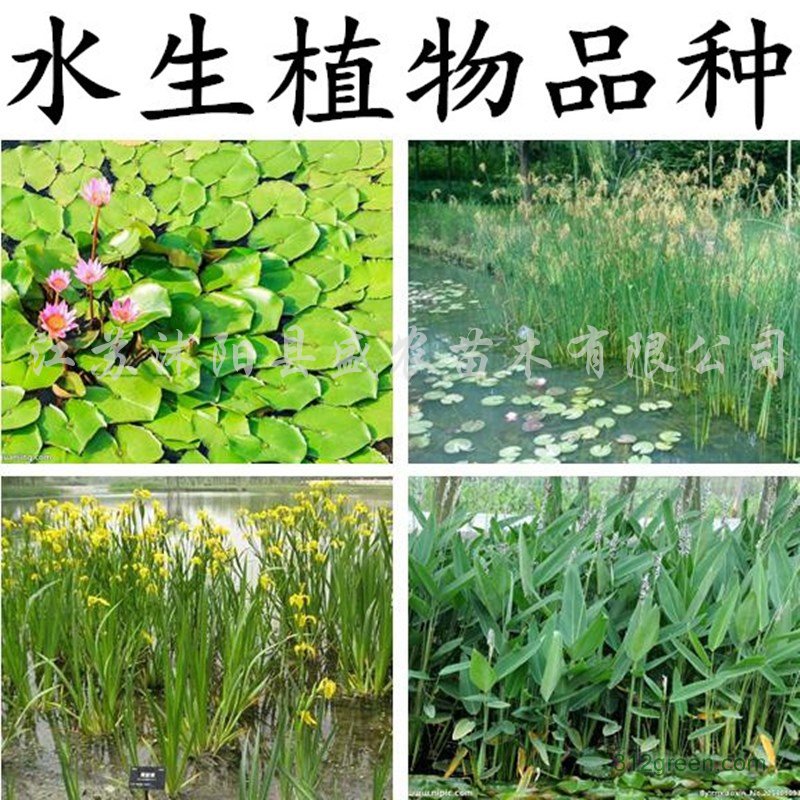 供应香蒲、芦苇、水葱、水菖蒲、睡莲、白花玉簪、花叶芒