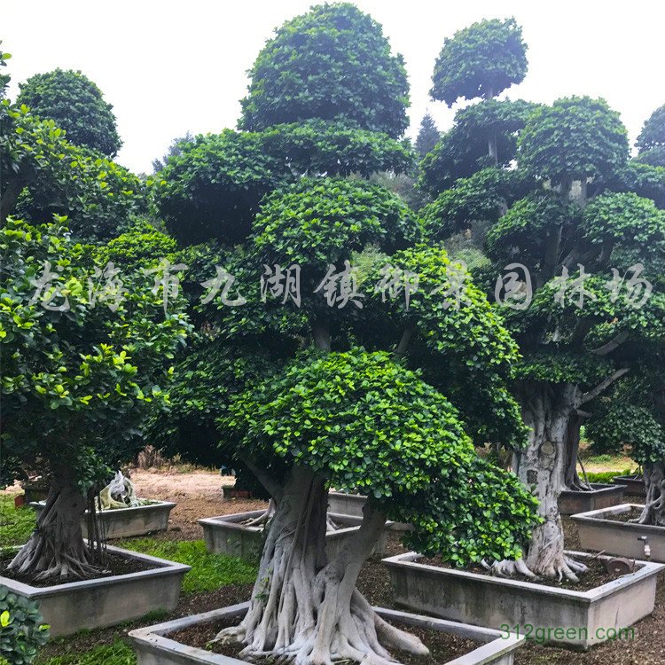 供应造型小叶榕桩头