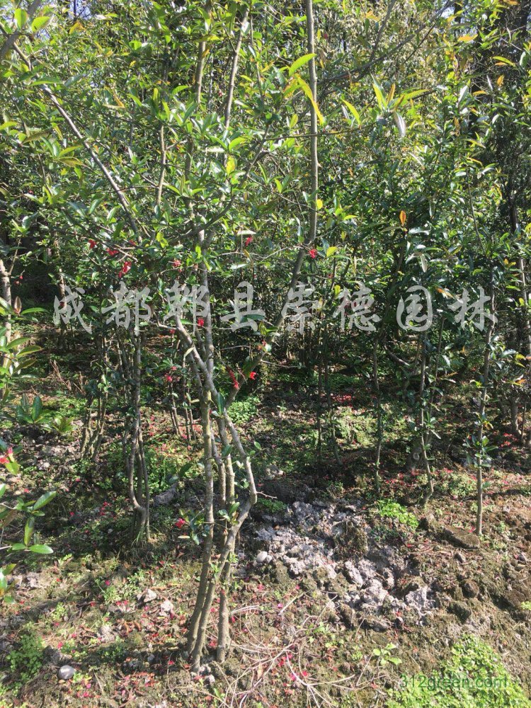 供应贴梗海棠冠幅2米