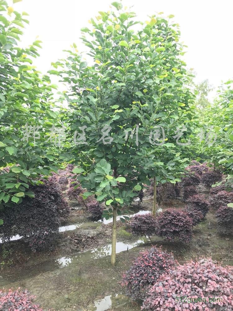 供应5-7cm白玉兰
