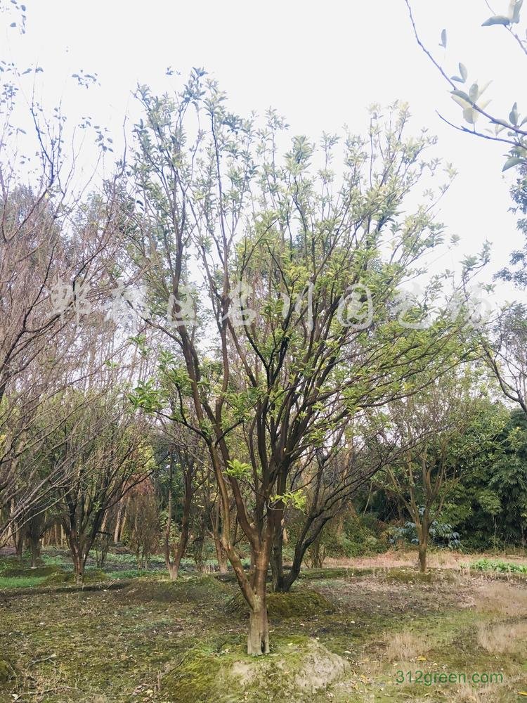 供应丛生香泡