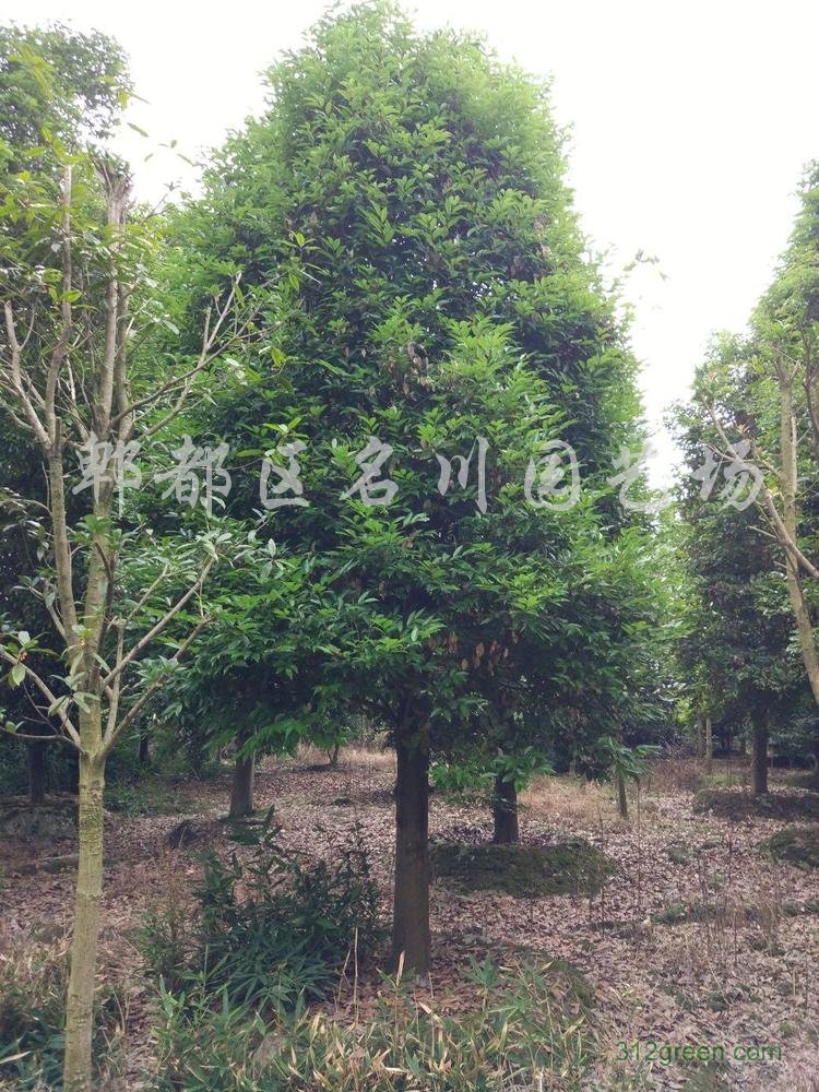 供应天竺桂