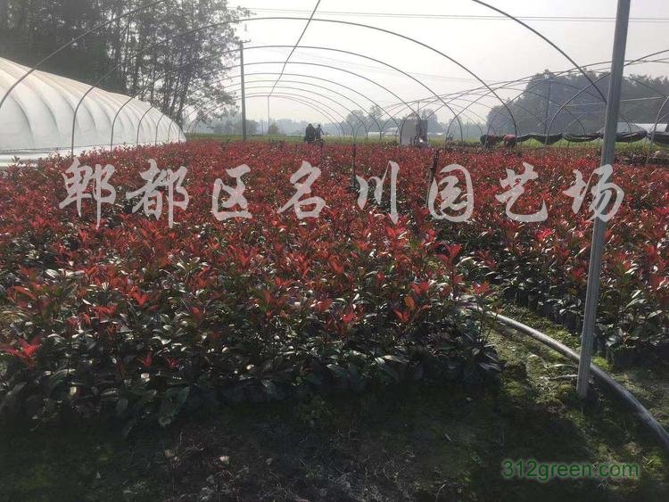 供应各规格红叶石楠