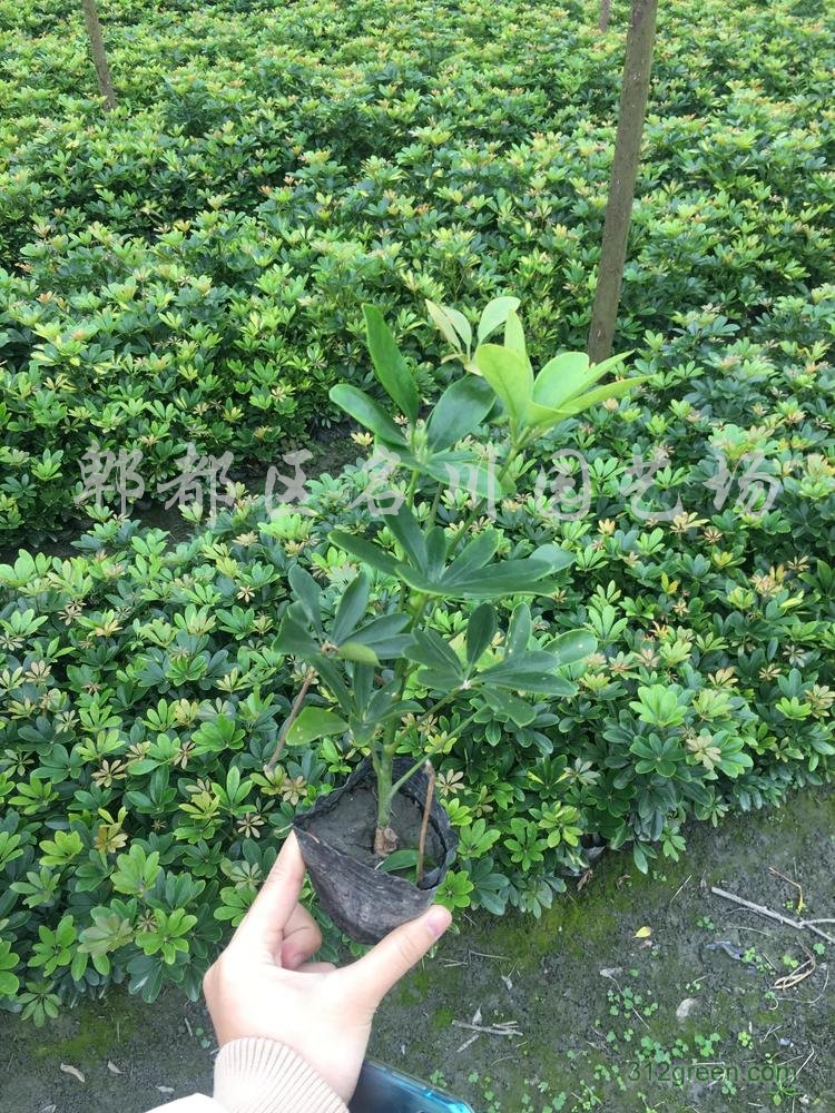 供应各规格鸭脚木